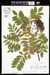 Sorbus decora image