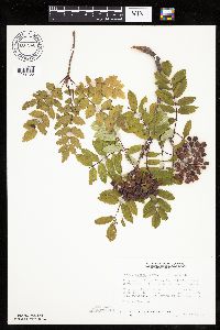 Sorbus decora image