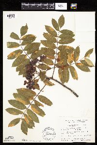 Sorbus decora image
