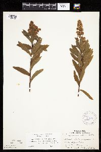 Spiraea alba image
