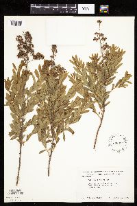 Spiraea alba image