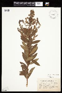 Spiraea alba image