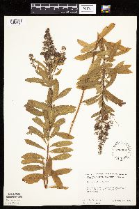 Spiraea alba image