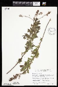 Spiraea alba image