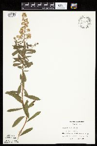 Spiraea alba image