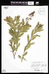 Spiraea alba image