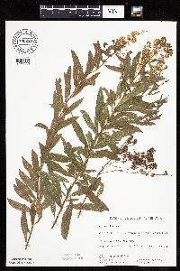 Spiraea alba image
