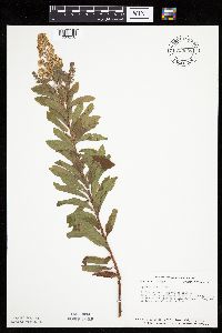 Spiraea alba image