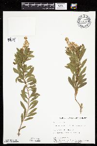 Spiraea alba image