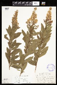 Spiraea alba image