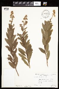 Spiraea alba image