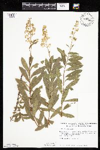 Spiraea alba image