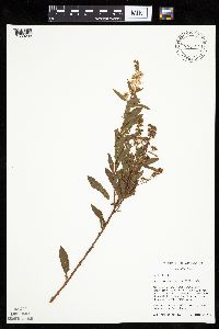 Spiraea alba image