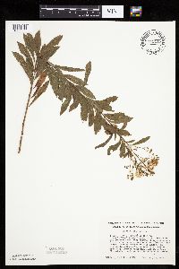 Spiraea alba image