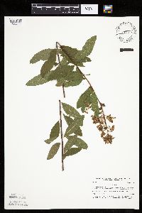 Spiraea alba image