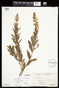 Spiraea alba image