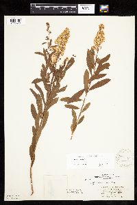 Spiraea alba image