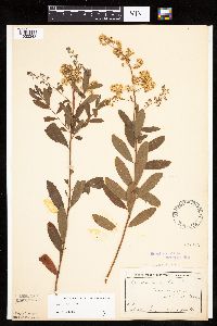 Spiraea alba image