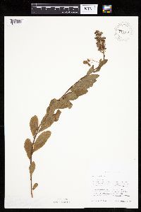 Spiraea alba image