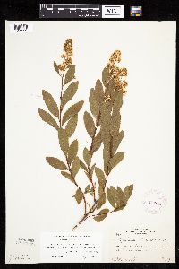 Spiraea alba image