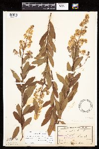 Spiraea alba image