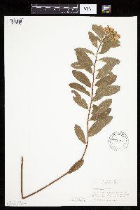 Spiraea alba image