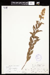 Spiraea alba image