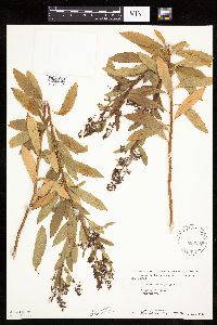 Spiraea alba image