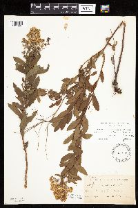 Spiraea alba image