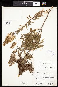 Spiraea alba image