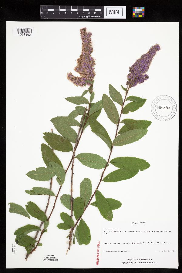Spiraea x billiardii image