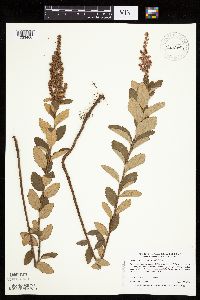 Spiraea tomentosa image