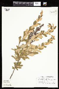 Spiraea tomentosa image