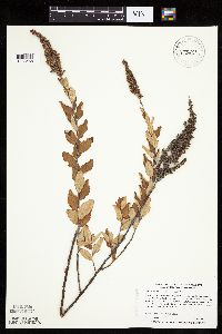Spiraea tomentosa image