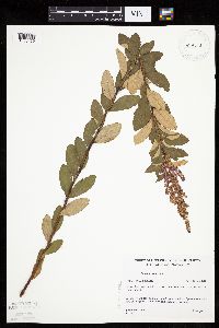 Spiraea tomentosa image