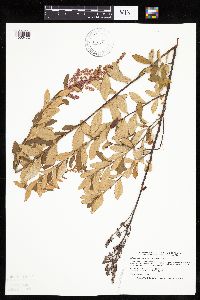 Spiraea tomentosa image