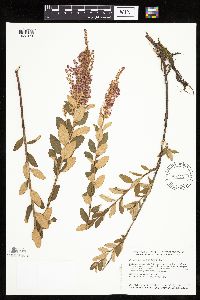 Spiraea tomentosa image