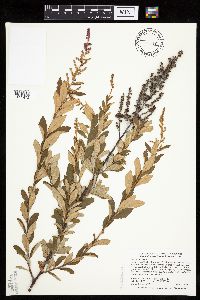 Spiraea tomentosa image