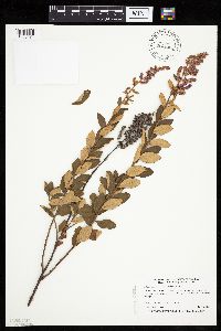 Spiraea tomentosa image