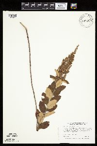 Spiraea tomentosa image