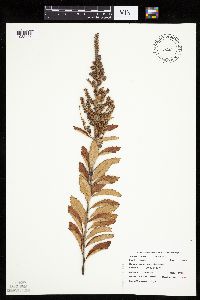 Spiraea tomentosa image