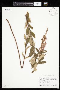 Spiraea tomentosa image