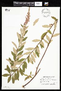 Spiraea tomentosa image