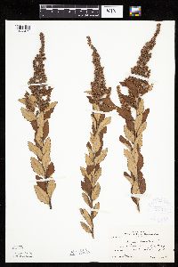 Spiraea tomentosa image