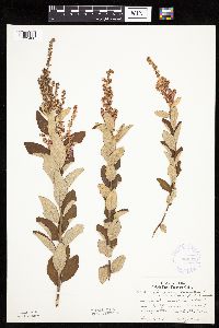 Spiraea tomentosa image