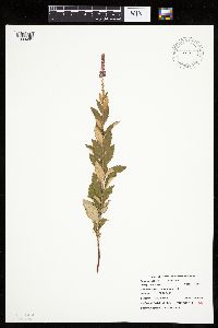 Spiraea tomentosa image