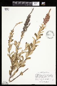 Spiraea tomentosa image