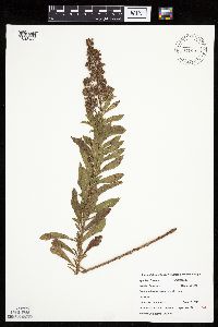 Spiraea tomentosa image