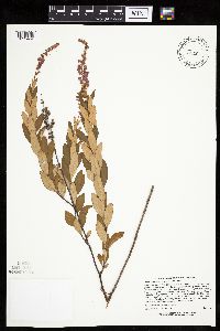 Spiraea tomentosa image