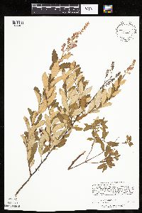 Spiraea tomentosa image